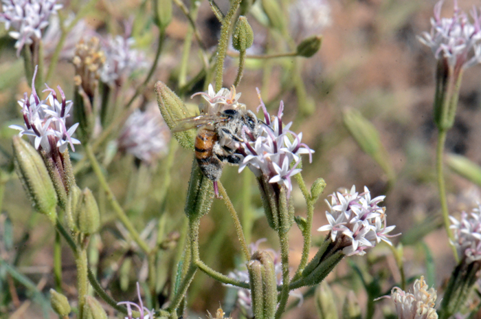 Desert Palafox has showy white tubular flowers and their seeds and plants may be visited by hummingbirds and small mammals including rodents and granivorous birds in search of food, nectar, shelter and protection through cover. Palafoxia arida